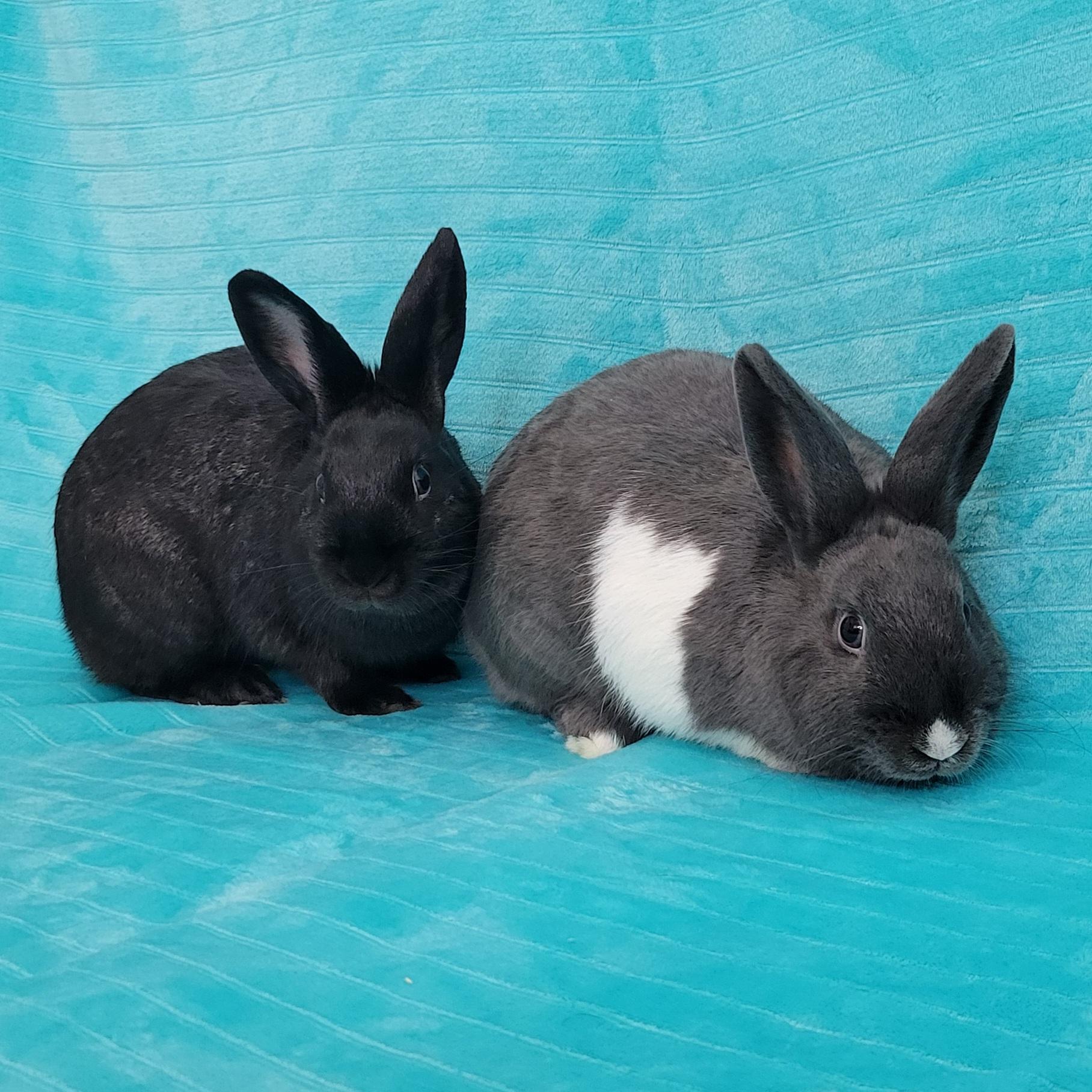 Enlarge Bailey & Fern, an adoptable mixed breed in Pittsburgh, PA image 4/6