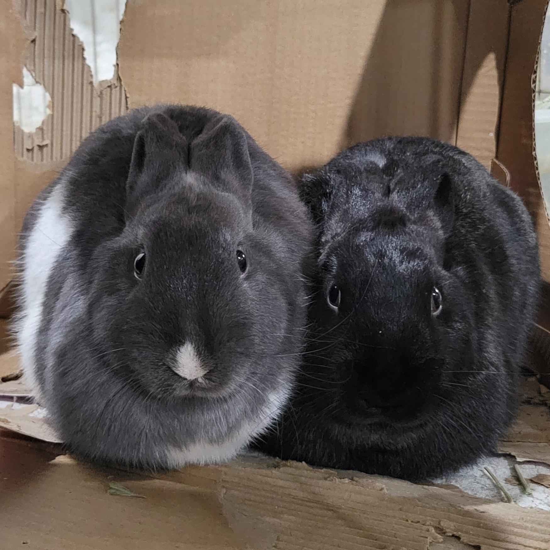 Enlarge Bailey & Fern, an adoptable mixed breed in Pittsburgh, PA image 3/6