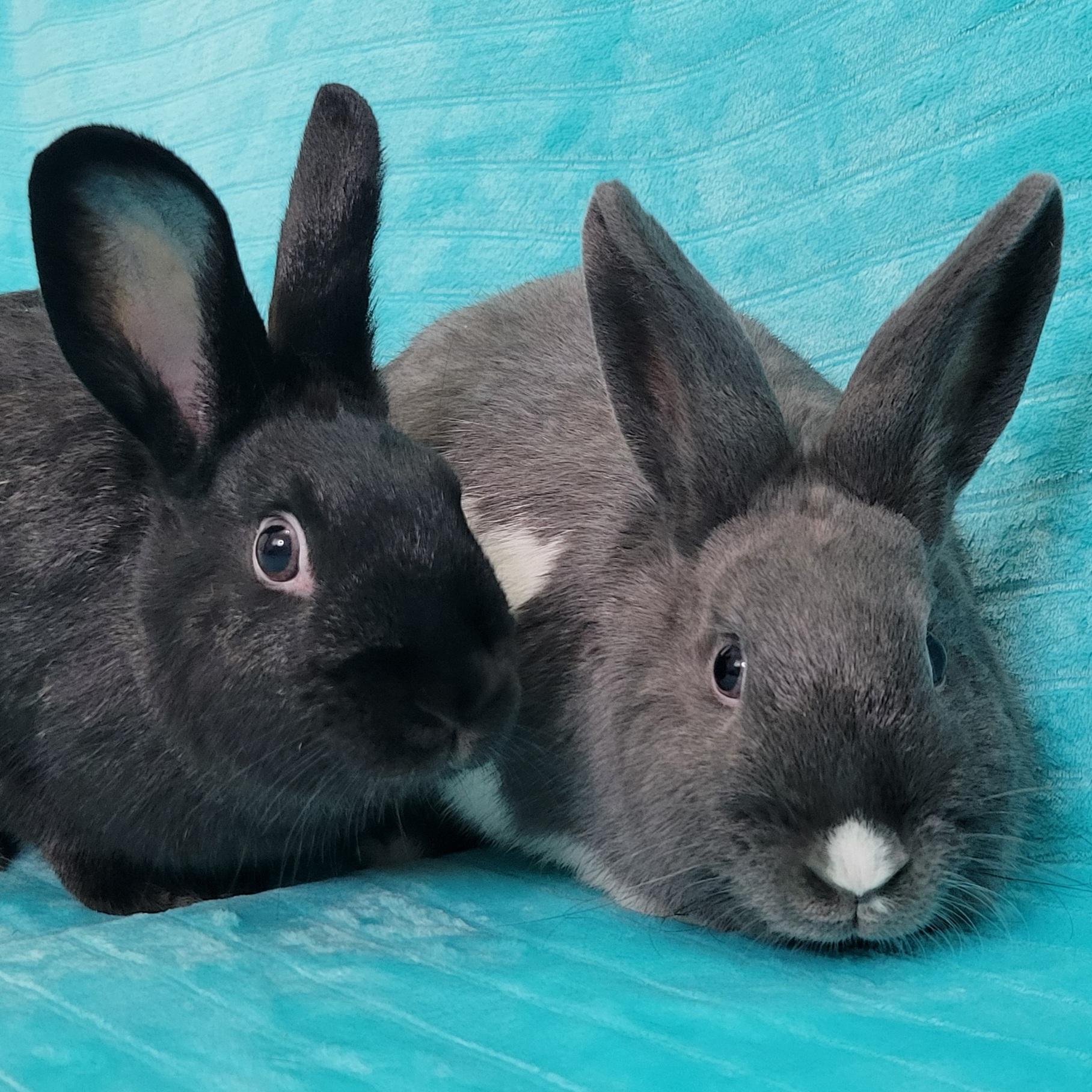 Bailey & Fern, adoptable, Adult Female Dutch.