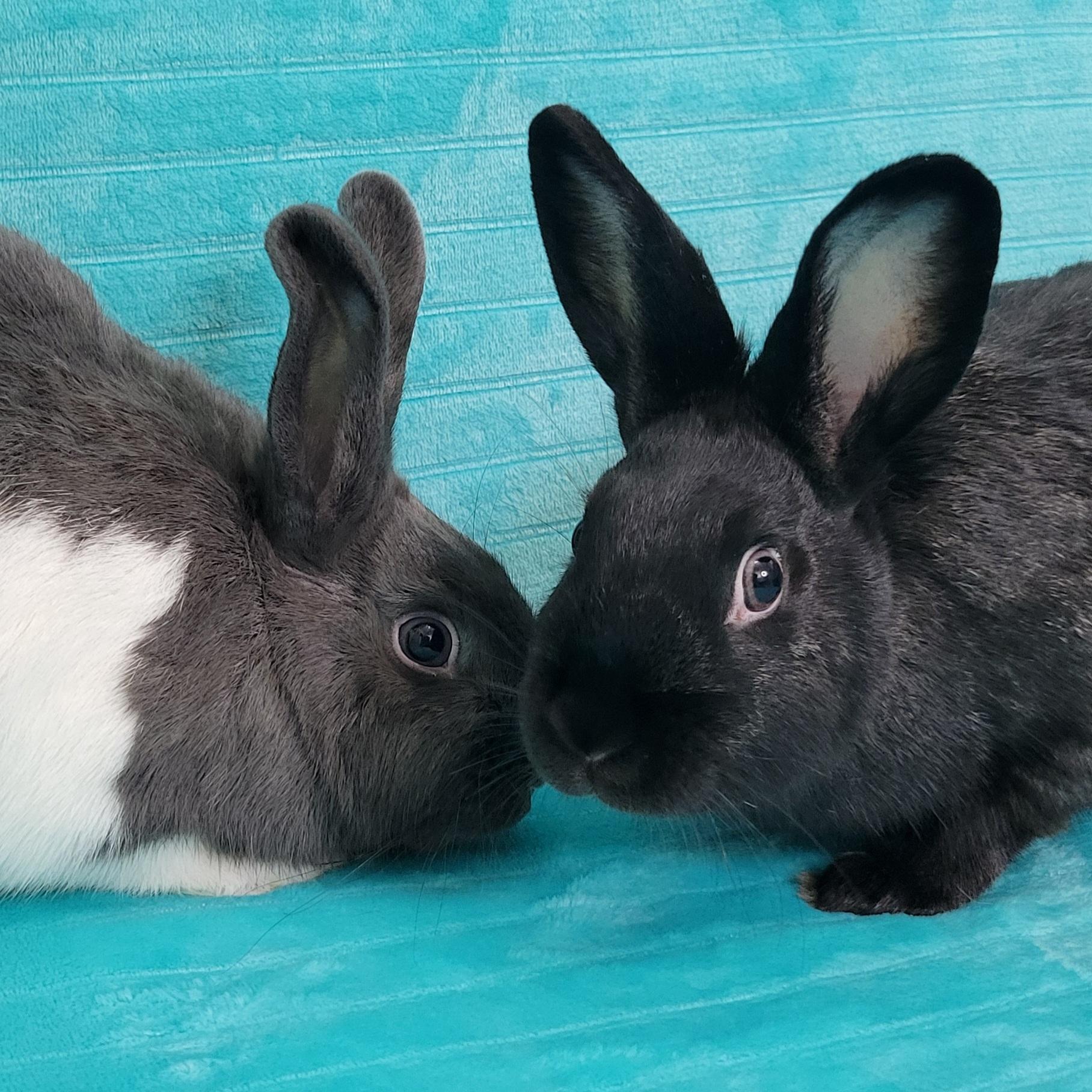 Enlarge Bailey & Fern, an adoptable mixed breed in Pittsburgh, PA image 5/6