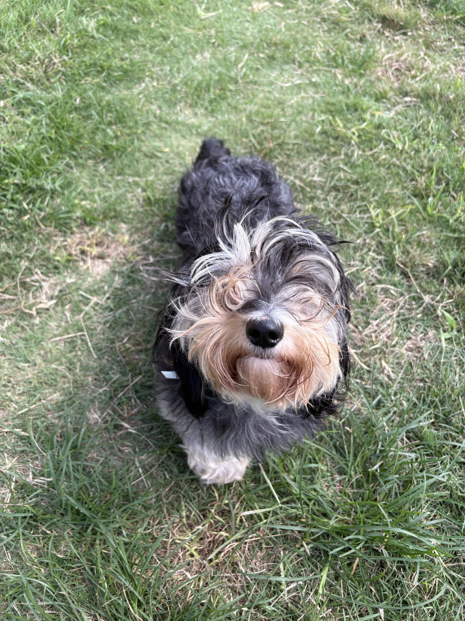 Nova Jean, Adopted, Young Female Dachshund.