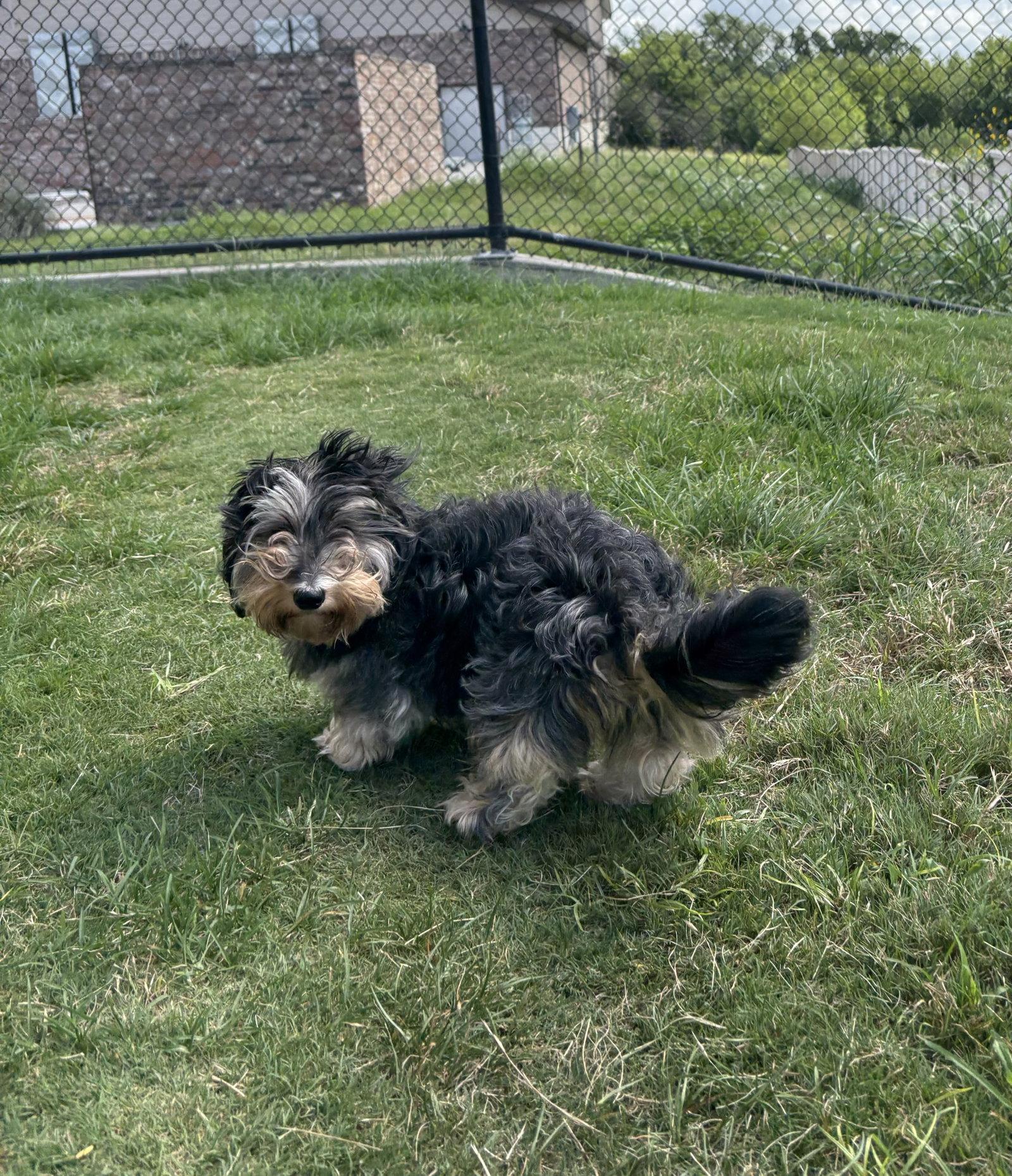 Enlarge Nova Jean, a Adopted Dachshund in Austin, TX image 2/3