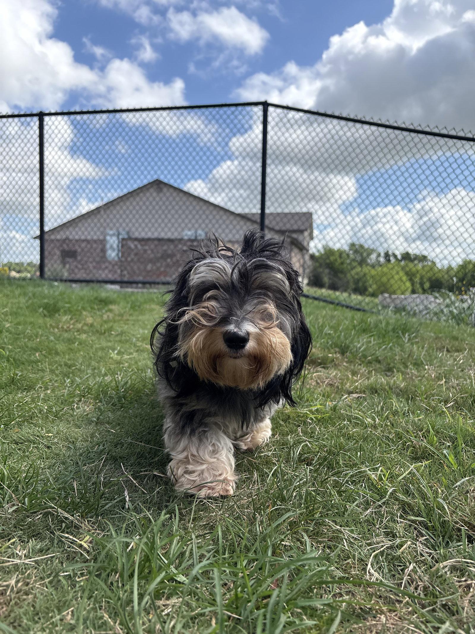 Enlarge Nova Jean, a Adopted Dachshund in Austin, TX image 3/3