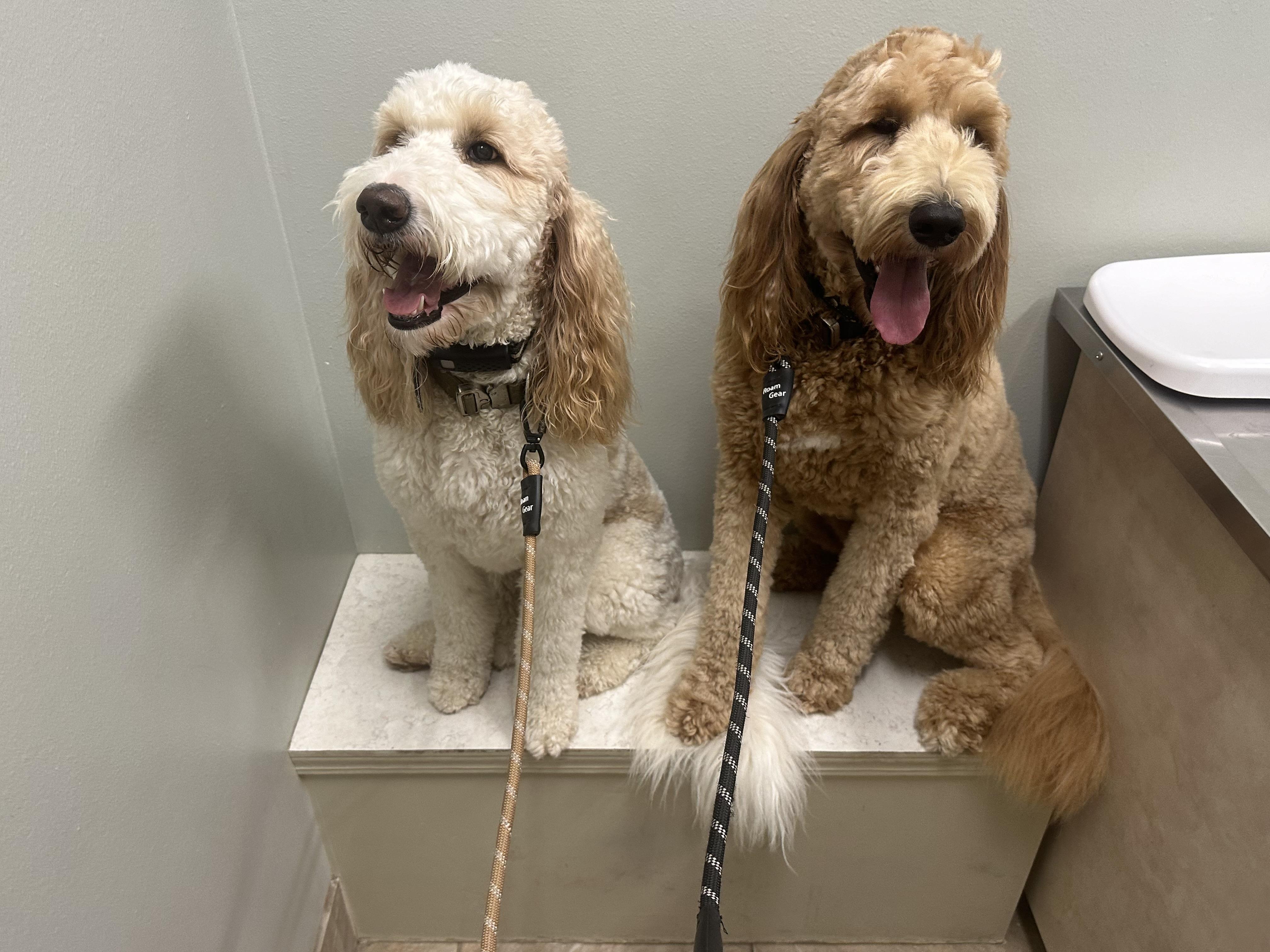 Enlarge Waffles, an adopted Goldendoodle in Baker, LA image 2/6