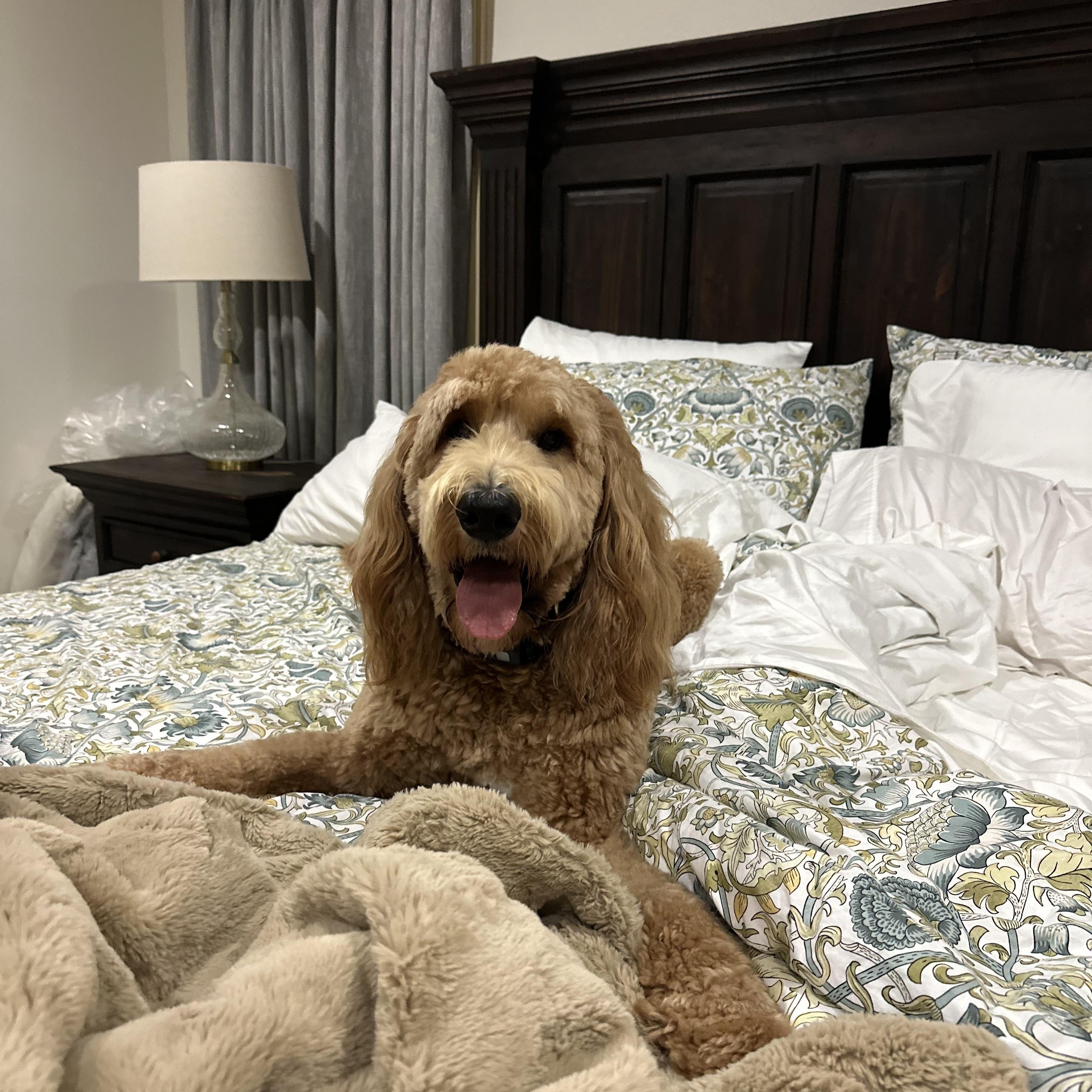 Enlarge Waffles, an adopted Goldendoodle in Baker, LA image 4/6