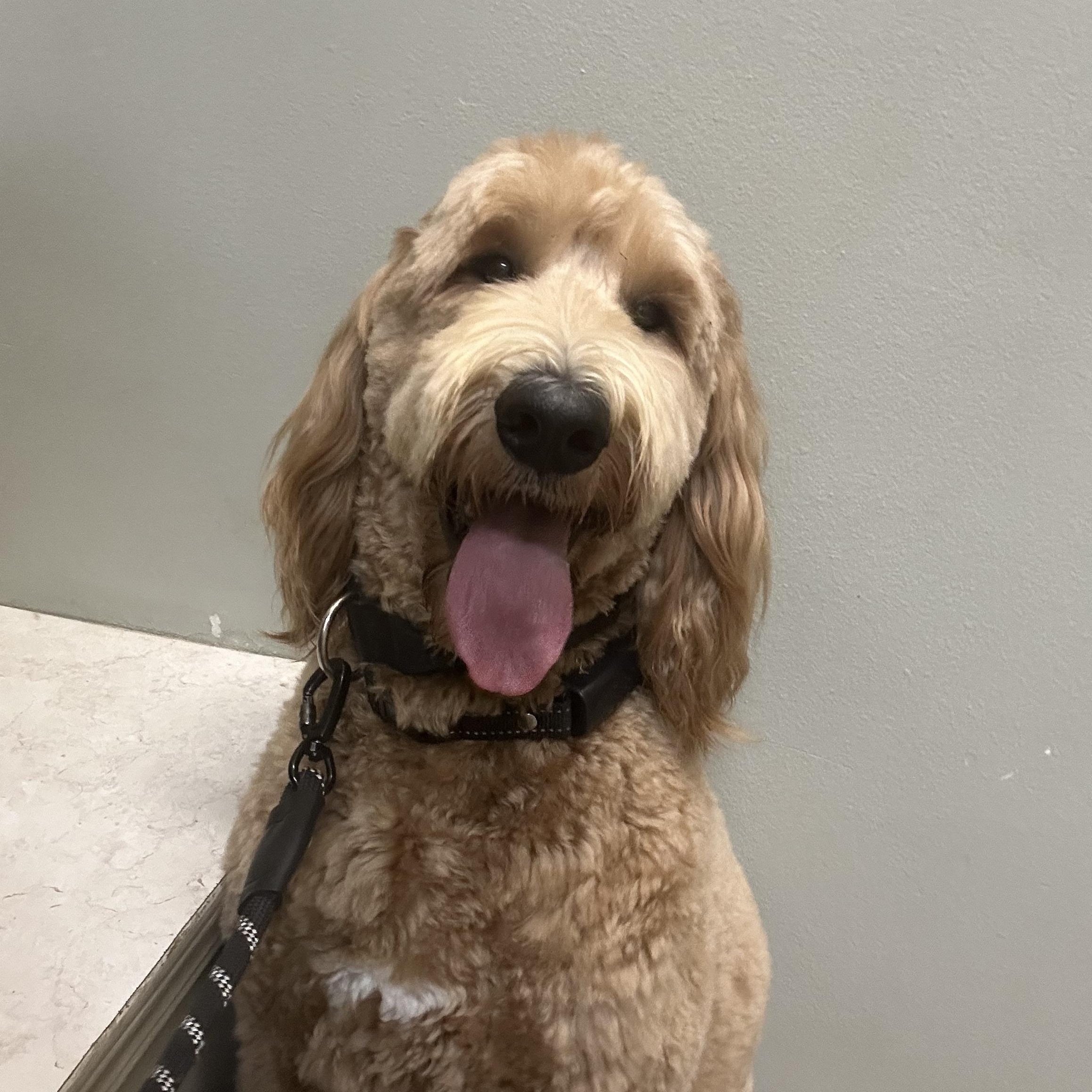 Enlarge Waffles, an adopted Goldendoodle in Baker, LA image 6/6