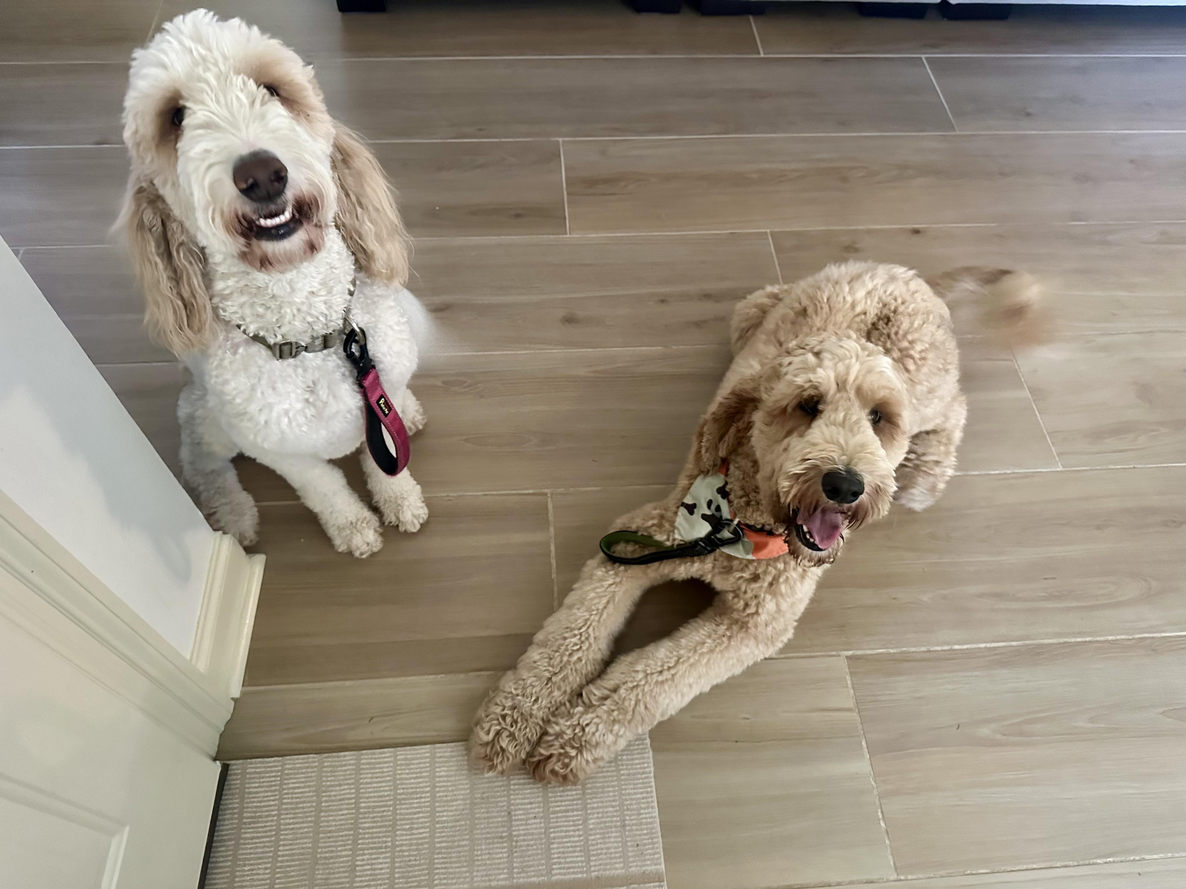 Enlarge Waffles, an adopted Goldendoodle in Baker, LA image 1/6