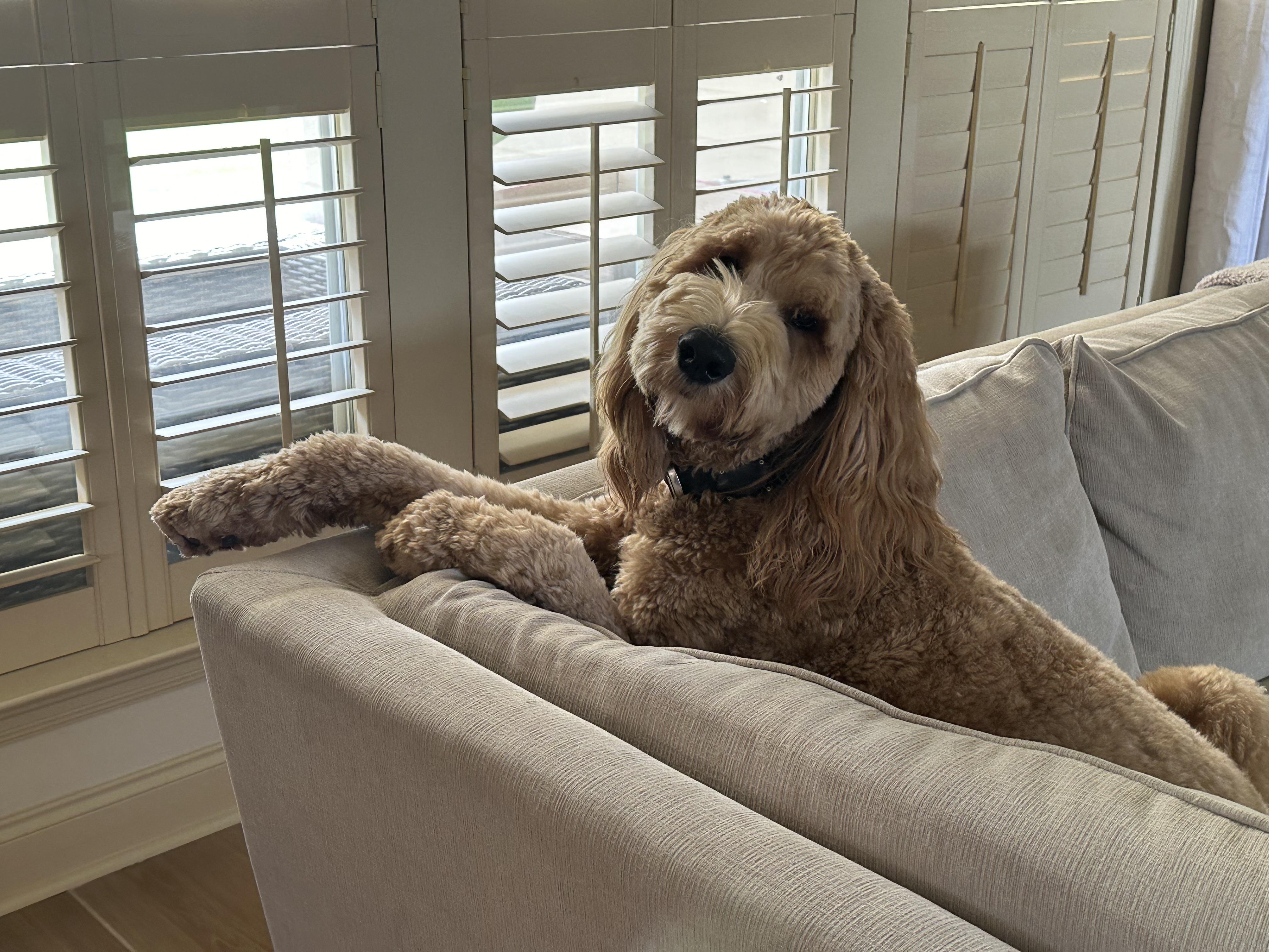 Enlarge Waffles, an adopted Goldendoodle in Baker, LA image 5/6