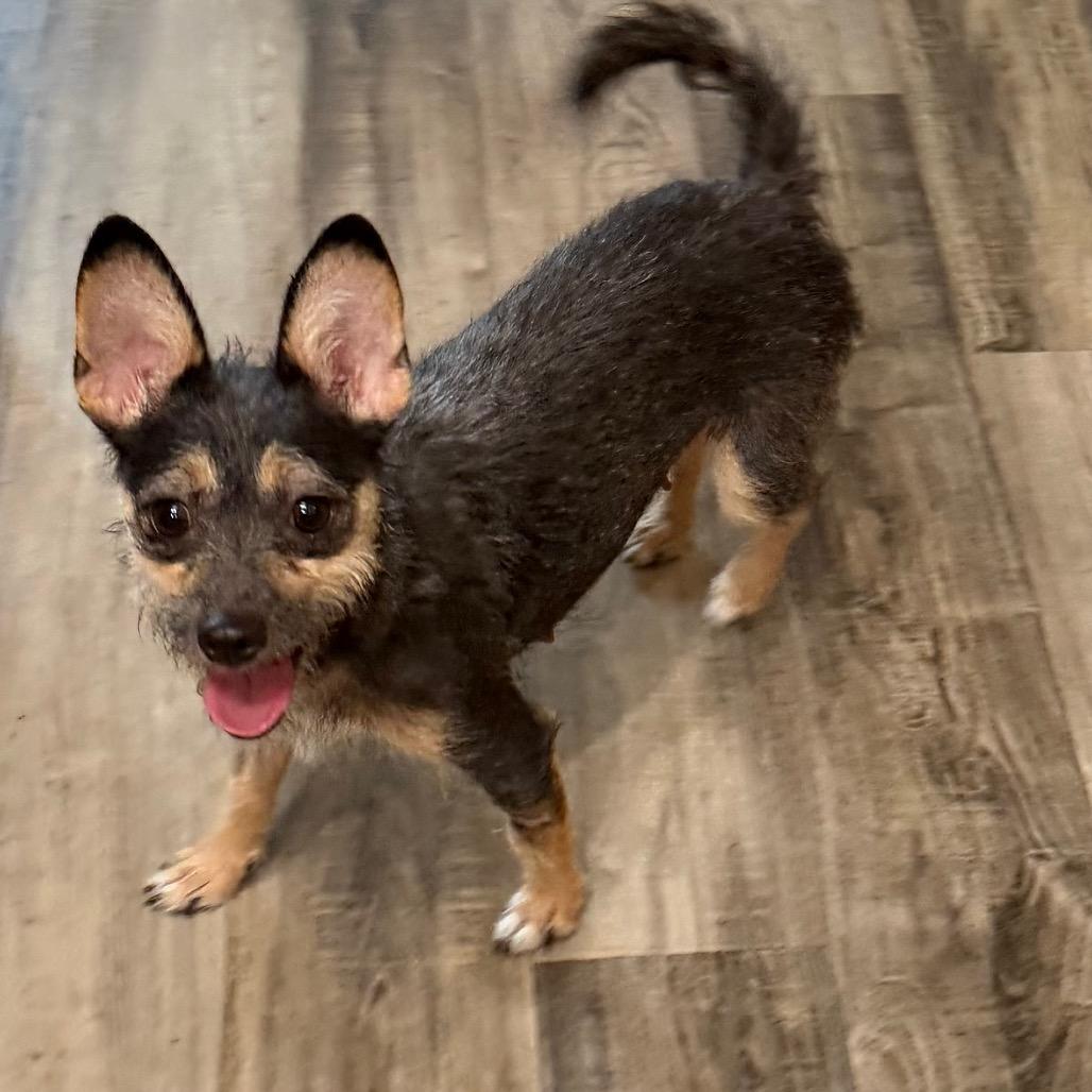 Xochitl, Adoptable, Young Female Terrier & Mixed Breed.