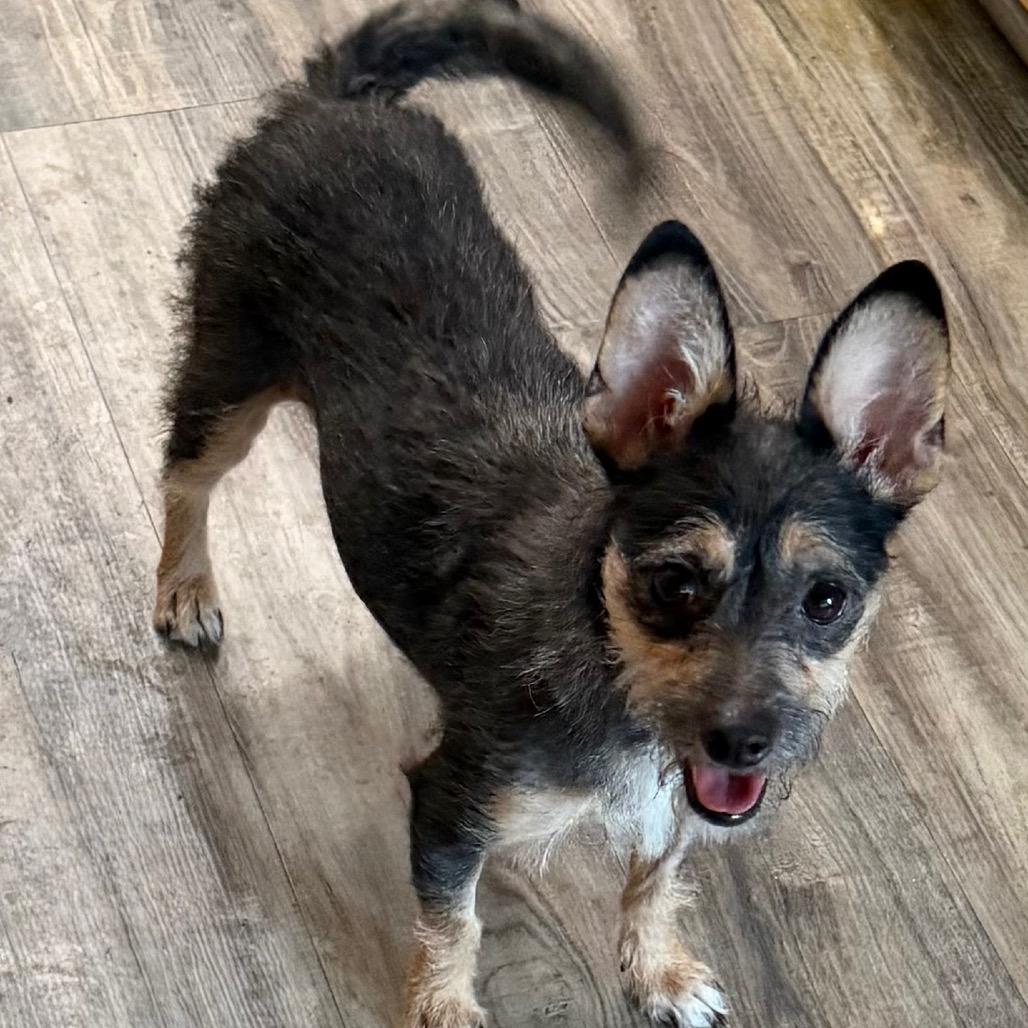 Enlarge Xochitl, a Adoptable mixed breed in Las Vegas, NV image 2/3