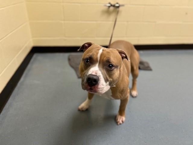 BUG, Adoptable, Adult Male Pit Bull Terrier.