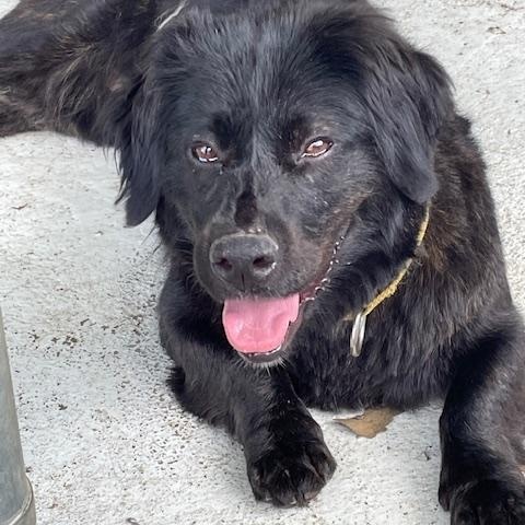 Enlarge Bethany, a Adoptable mixed breed in Fincastle, VA image 1/1