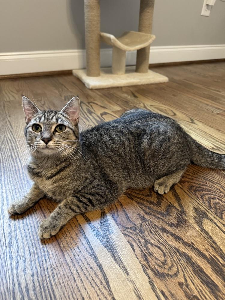Violet Beauregard, Adoptable, Young Female Tabby & Domestic Short Hair.