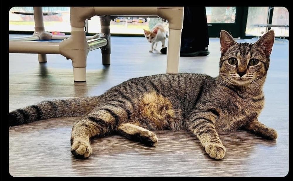 Violet Beauregard, a Adoptable mixed breed in Greensboro, NC image 3/6