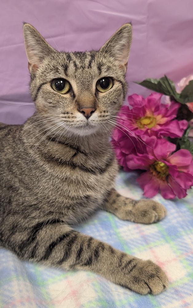 Violet Beauregard, Adoptable, Young Female Tabby & Domestic Short Hair.