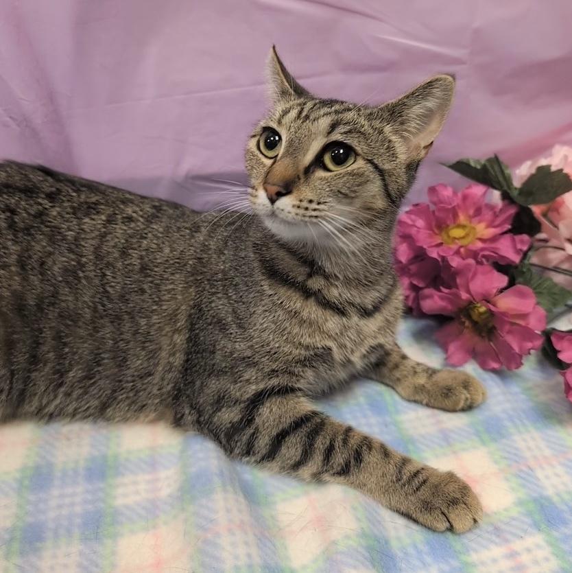 Violet Beauregard, a Adoptable mixed breed in Greensboro, NC image 5/6