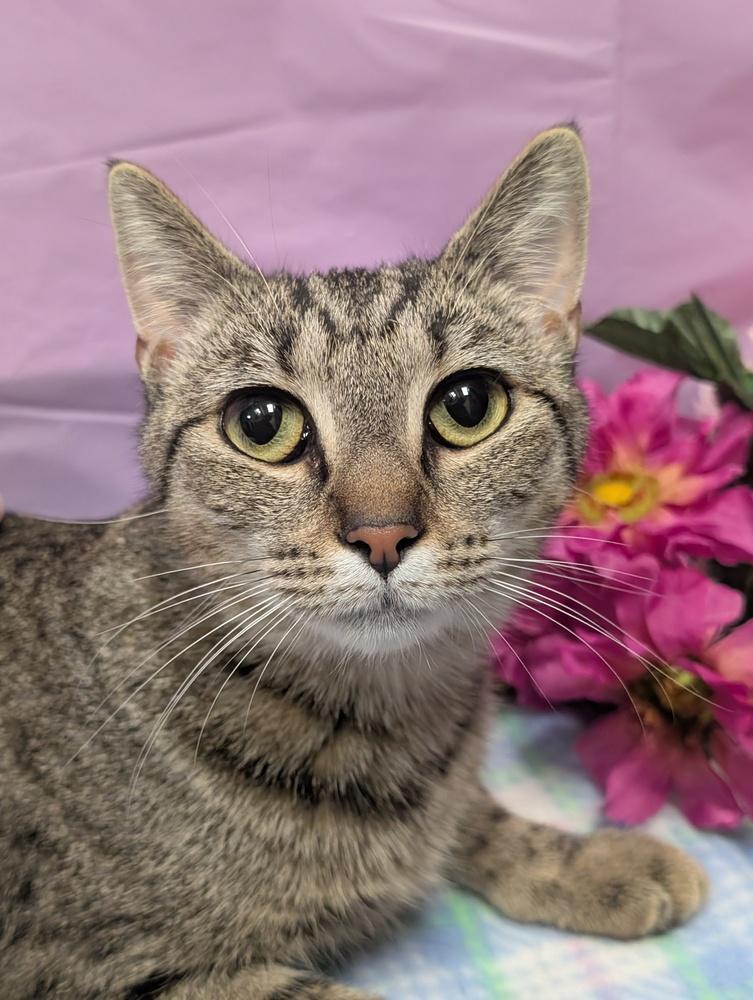 Violet Beauregard, a Adoptable mixed breed in Greensboro, NC image 6/6