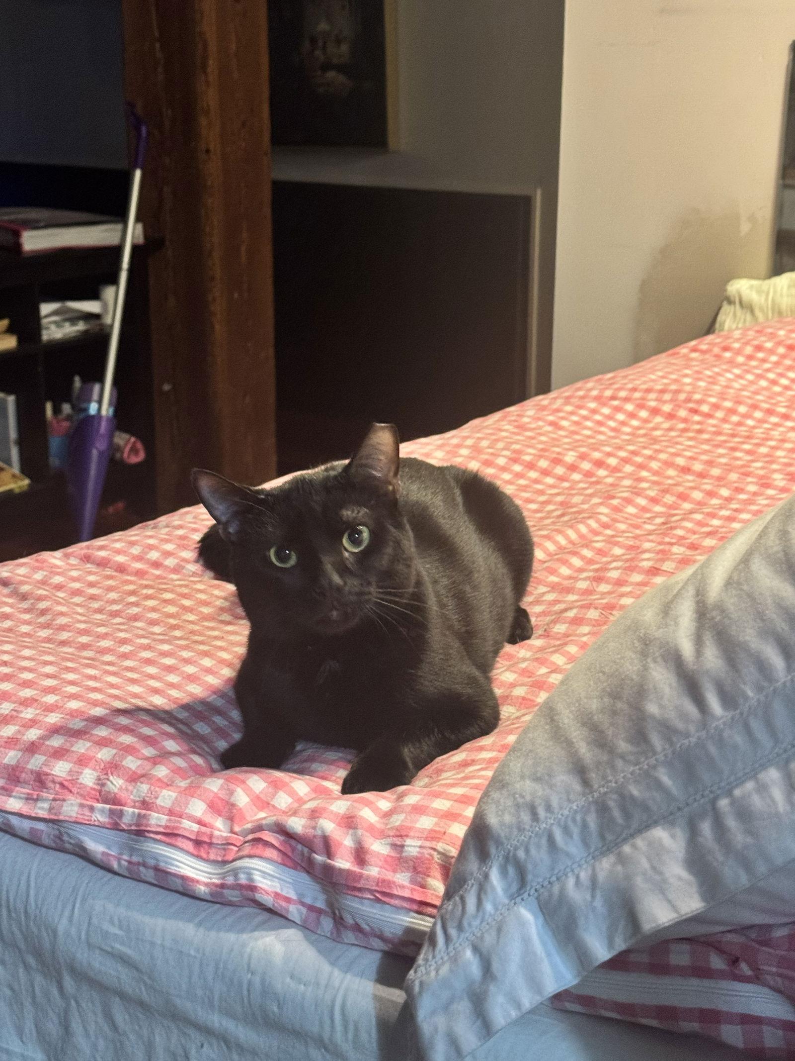 Julius, Adoptable, Young Male Domestic Short Hair.