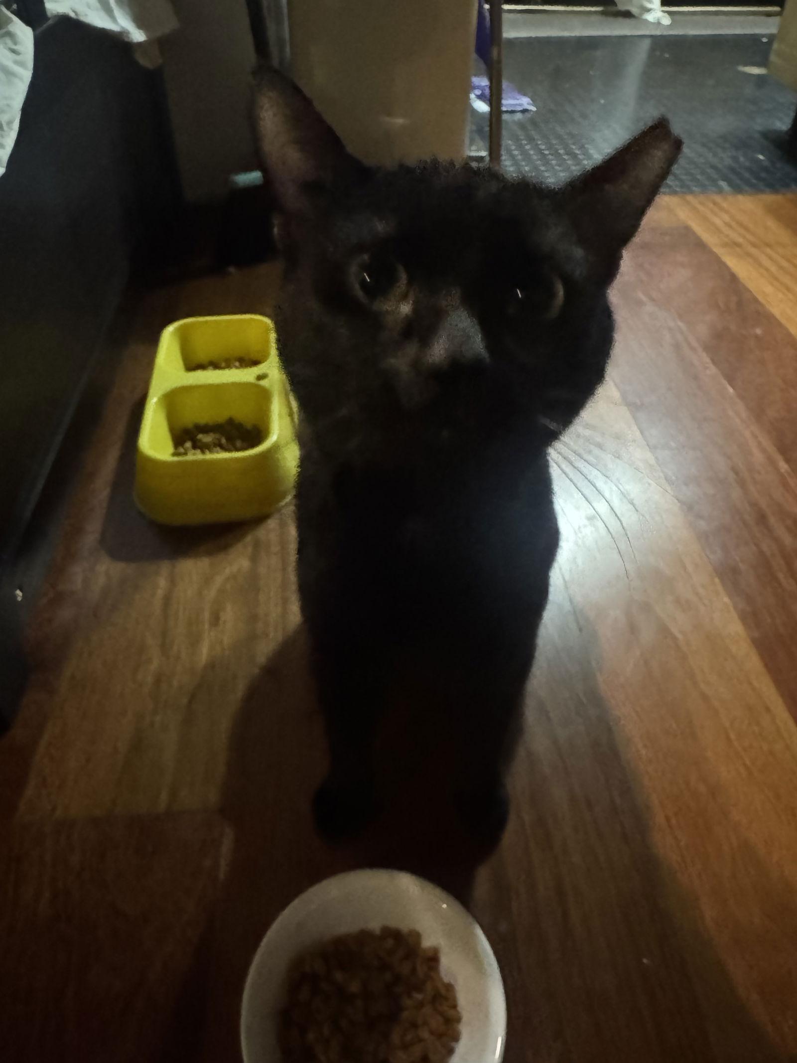 Julius, Adoptable, Young Male Domestic Short Hair.