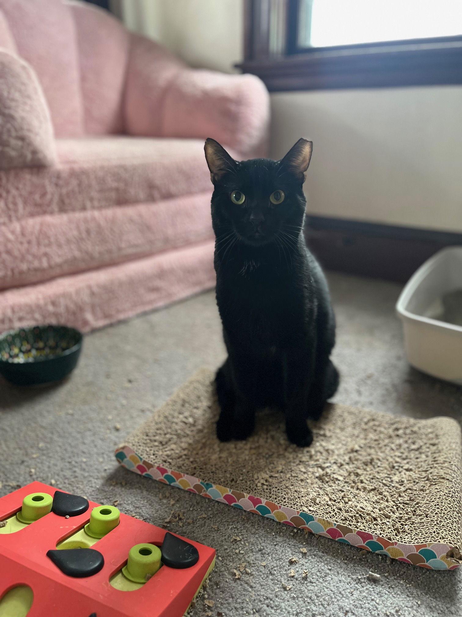 Enlarge Julius, a Adoptable Domestic Short Hair in Somerville, MA image 2/3