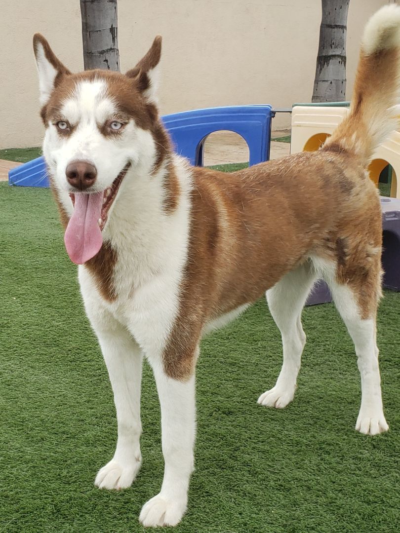 Jada, a Adoptable Husky in Brea, CA image 2/4