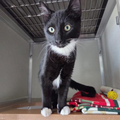 Enlarge Domino, an adopted mixed breed in Lansing, MI image 1/2