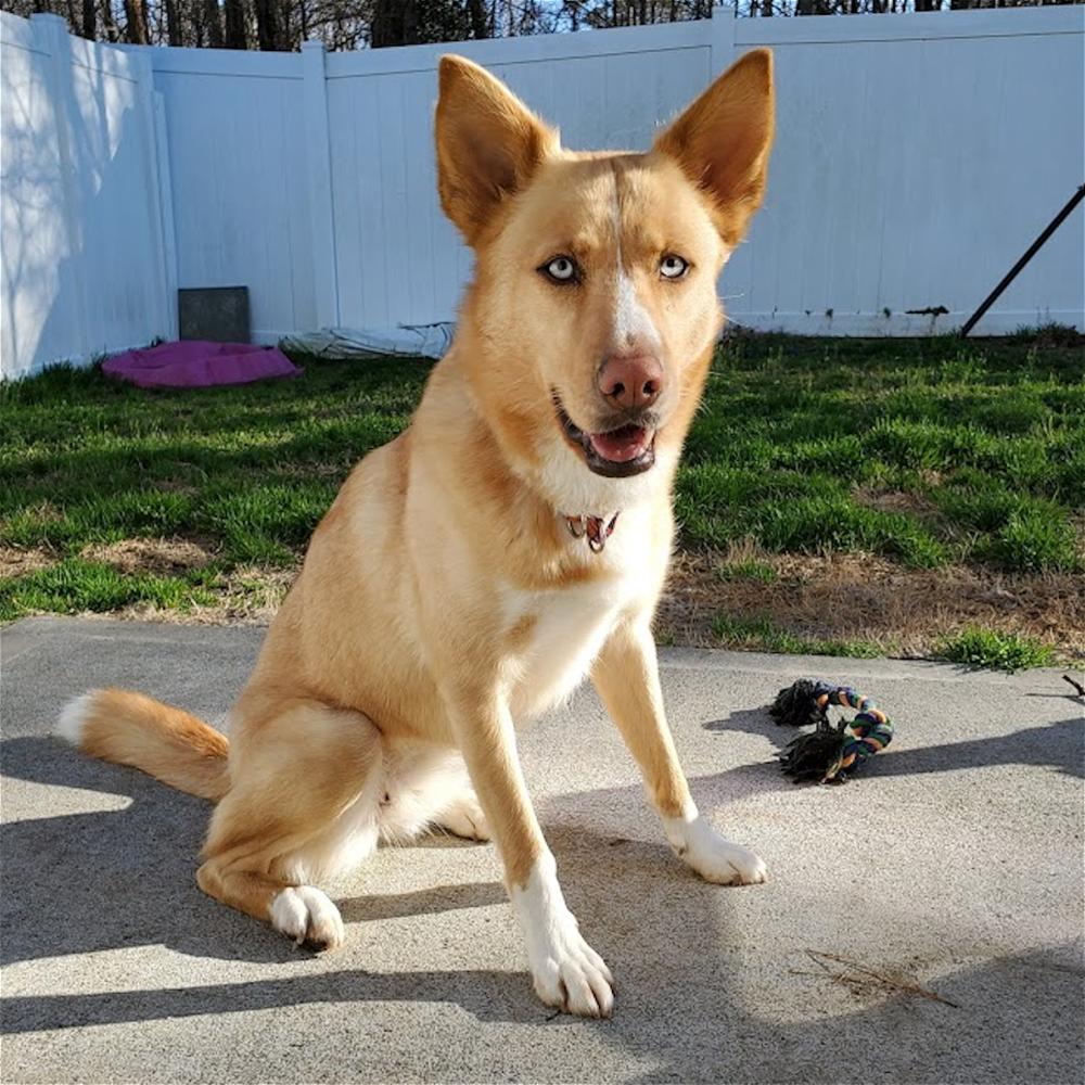 Greta, a Adoptable mixed breed in Snow Camp, NC image 1/6
