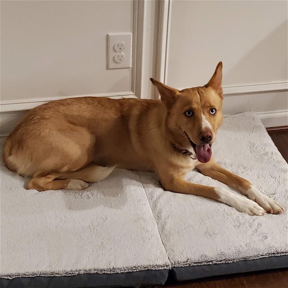 Greta, a Adoptable mixed breed in Snow Camp, NC image 2/6