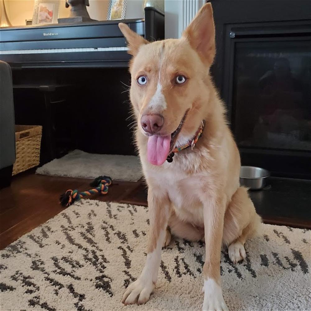 Greta, a Adoptable mixed breed in Snow Camp, NC image 3/6