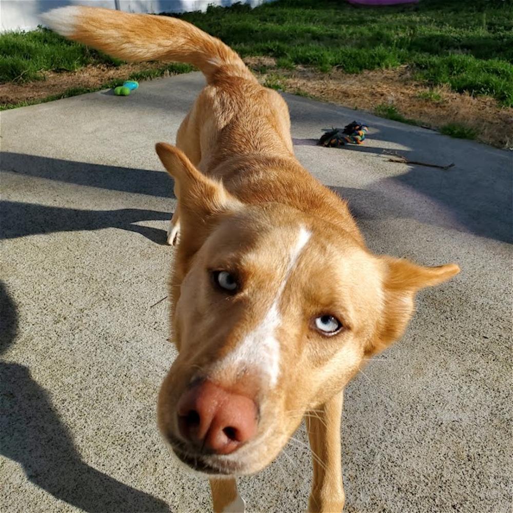 Greta, a Adoptable mixed breed in Snow Camp, NC image 4/6