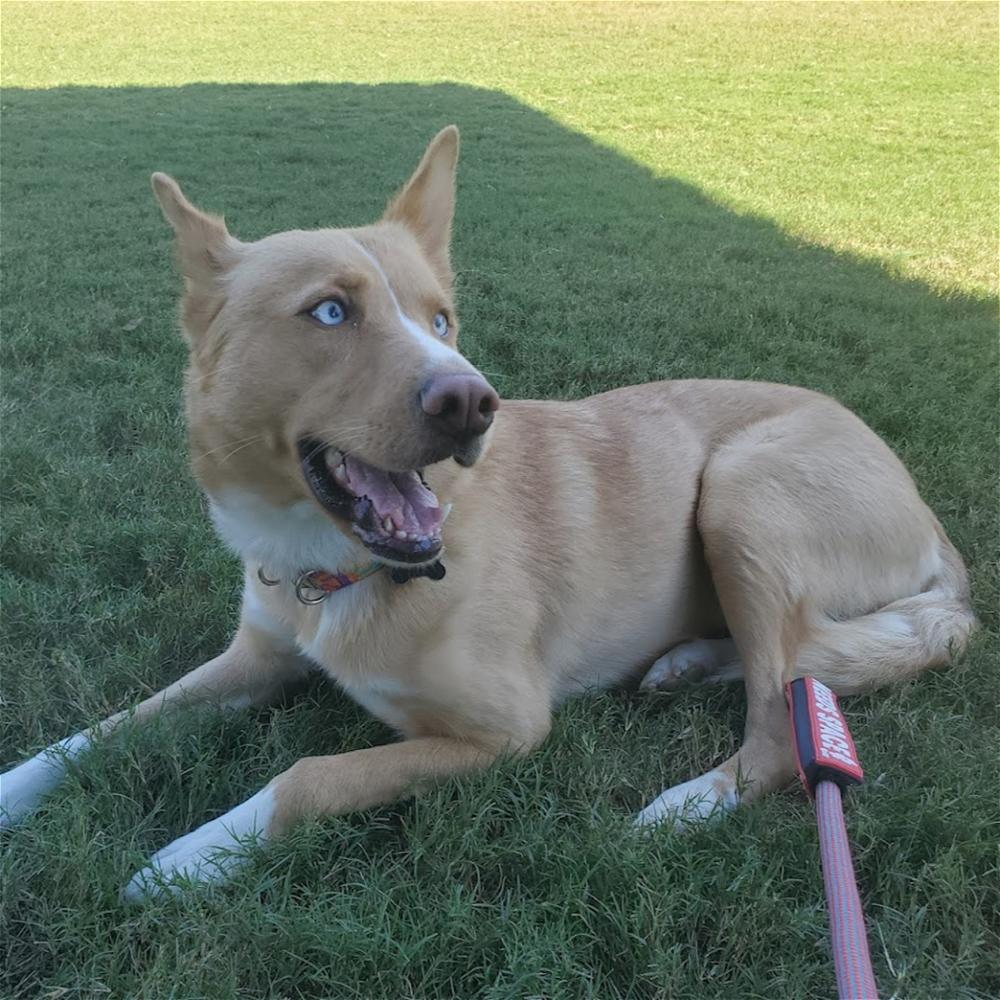 Greta, a Adoptable mixed breed in Snow Camp, NC image 5/6