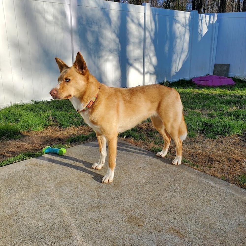 Greta, a Adoptable mixed breed in Snow Camp, NC image 6/6