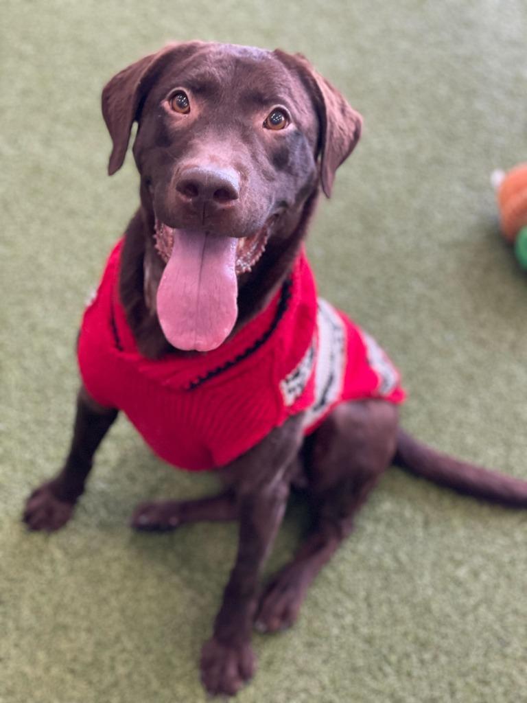 Java, Adoptable, Adult Female Mixed Breed.