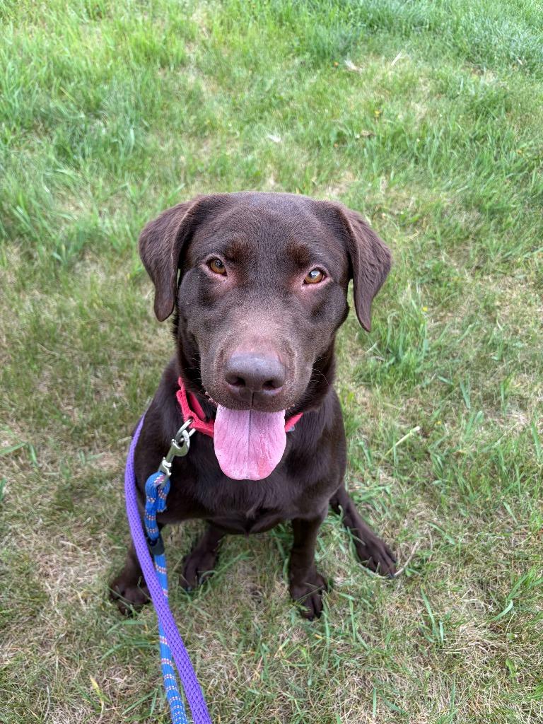 Enlarge Java, a Adoptable Mixed Breed in Minot, ND image 3/4