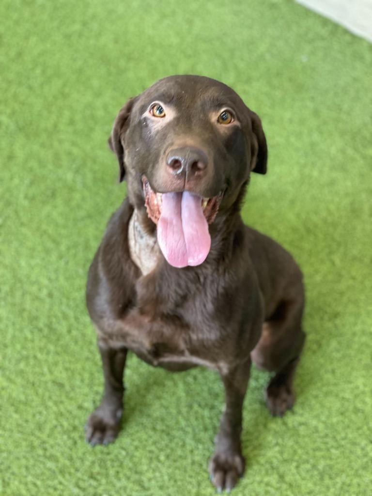 Java, a Adoptable Mixed Breed in Minot, ND image 3/3