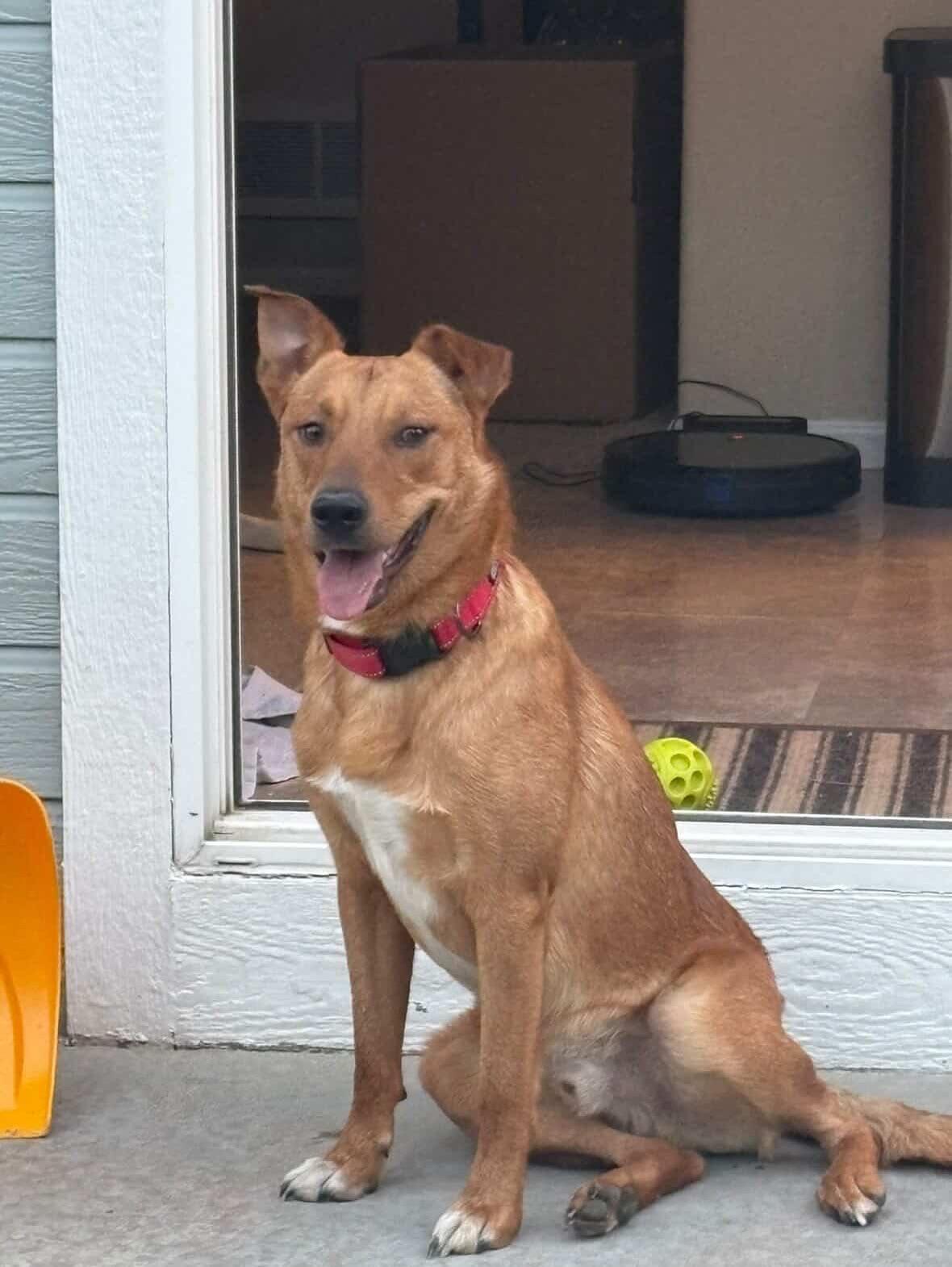 Enlarge Kringle, a ADOPTABLE mixed breed in Commerce City, CO image 5/6