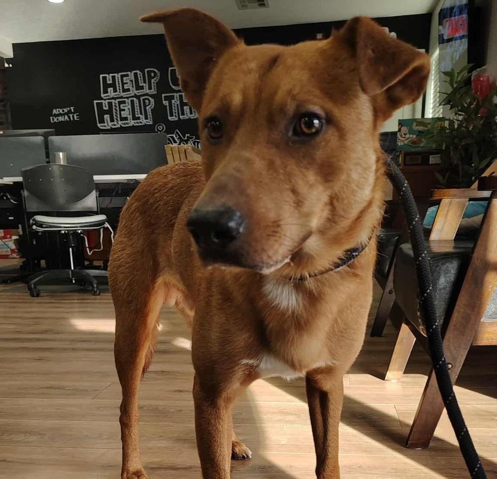 Enlarge Kringle, a ADOPTABLE mixed breed in Commerce City, CO image 3/6