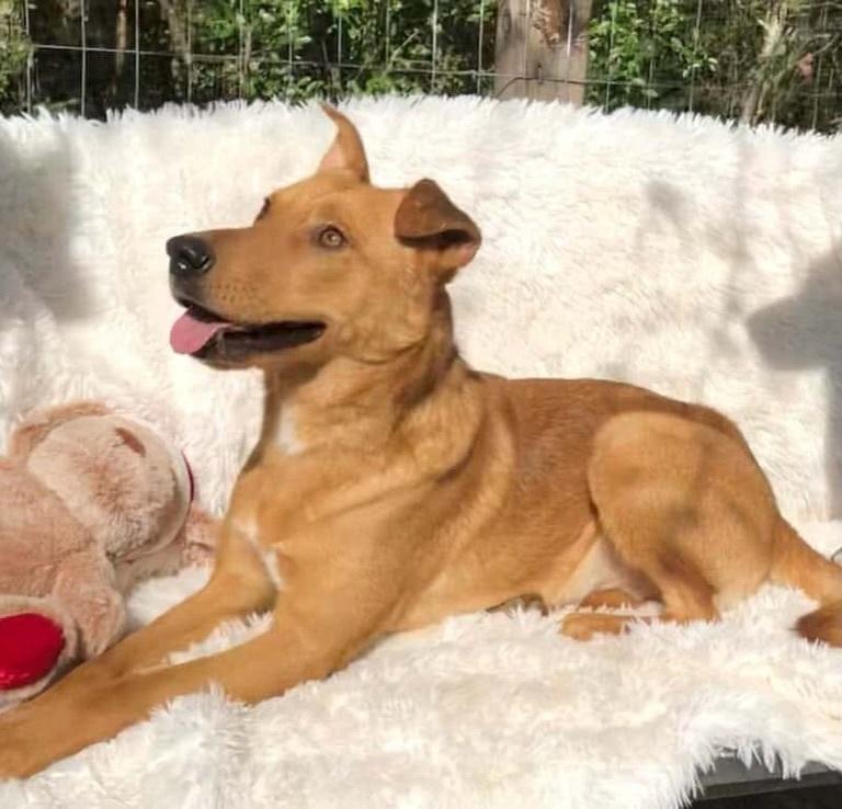 Enlarge Kringle, a ADOPTABLE mixed breed in Commerce City, CO image 4/6