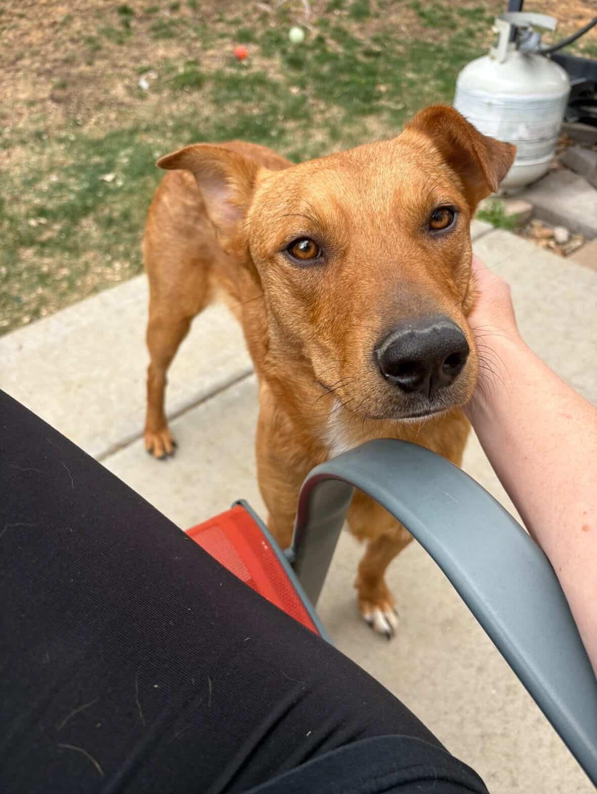 Enlarge Kringle, a ADOPTABLE mixed breed in Commerce City, CO image 6/6
