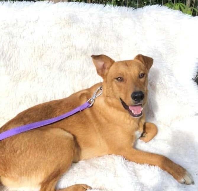 Enlarge Kringle, a ADOPTABLE mixed breed in Commerce City, CO image 2/6