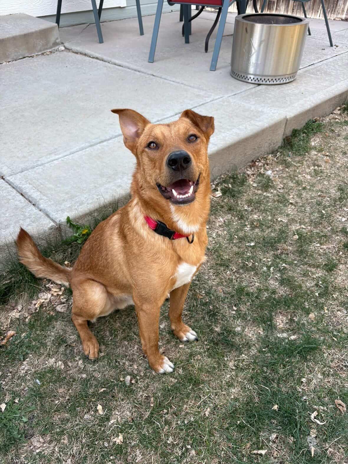 Kringle, ADOPTABLE, Adult Male Shepherd.