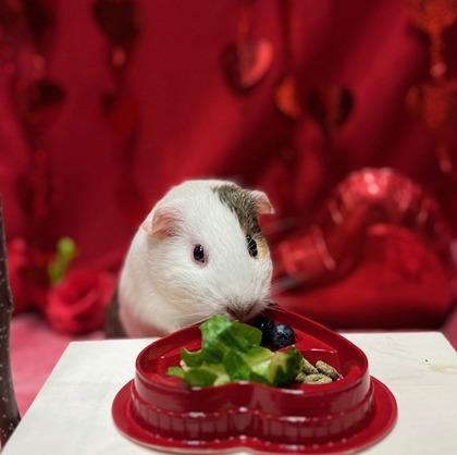 Smokey, Adoptable, Adult Male Guinea Pig & Guinea Pig.