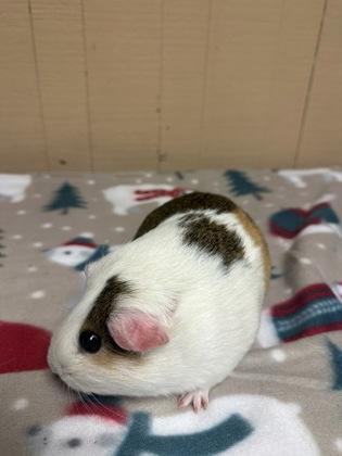 Enlarge Smokey, a Adoptable mixed breed in Eugene, OR image 2/3