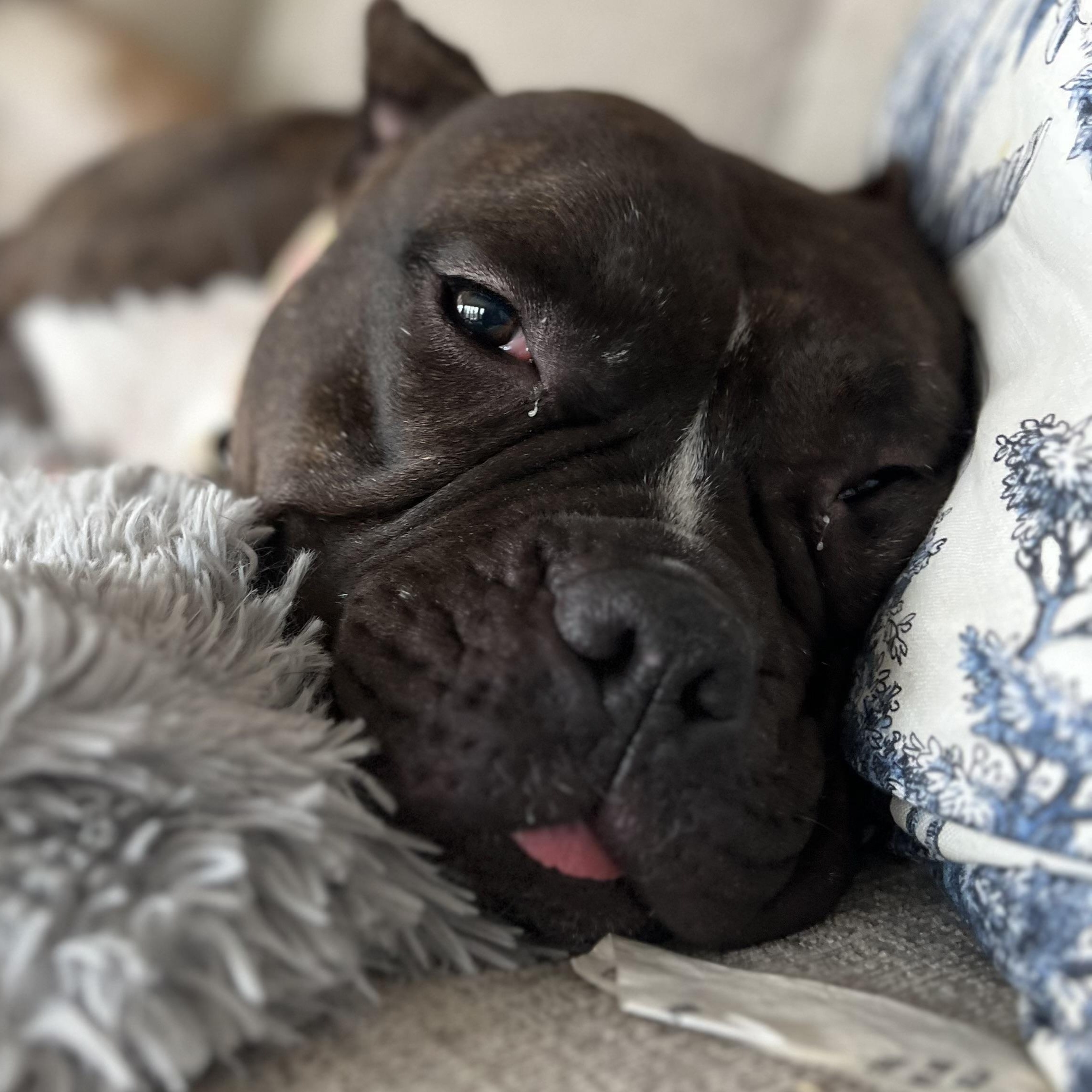 Enlarge Strudel, a ADOPTABLE American Bully in Cranston, RI image 4/5