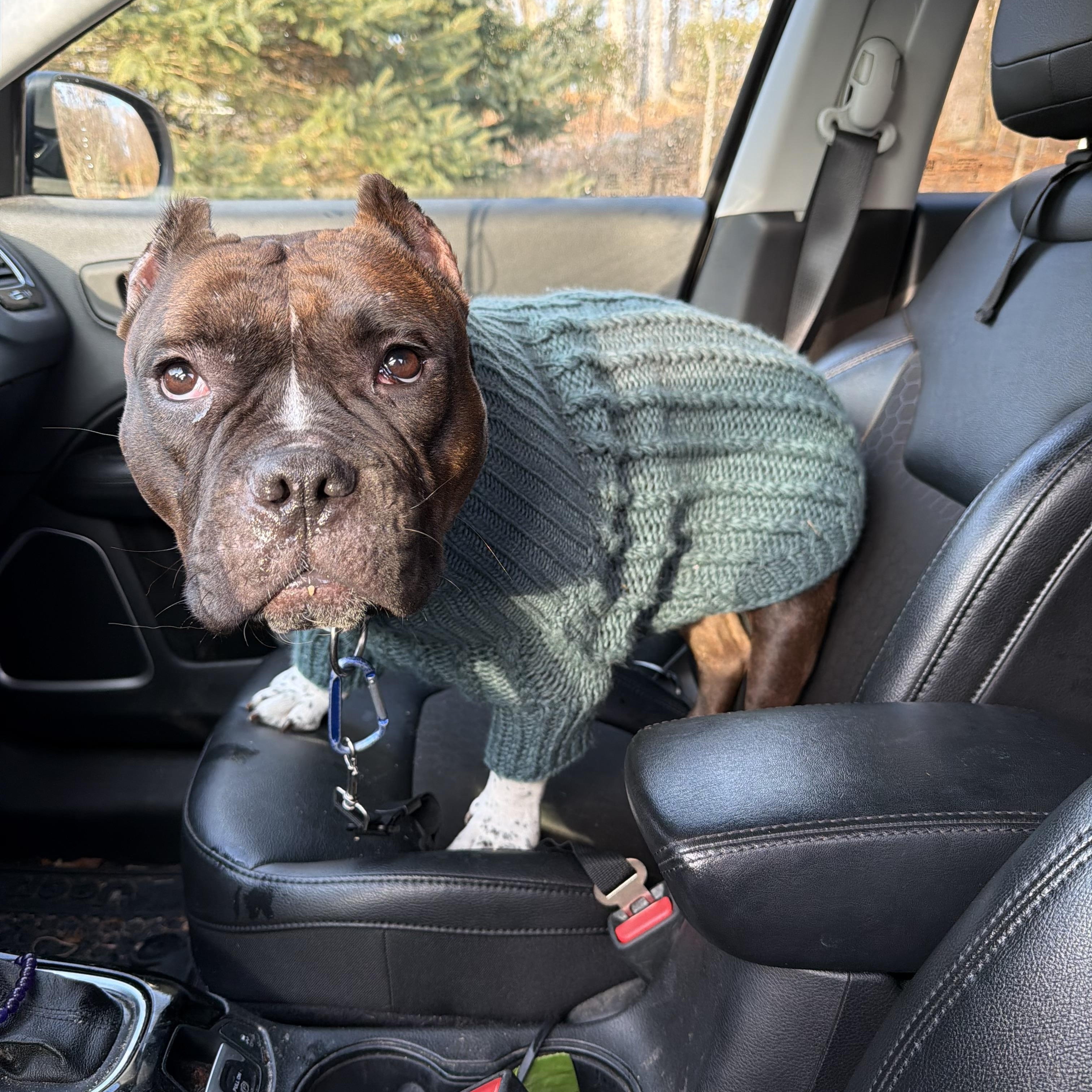 Enlarge Strudel, a ADOPTABLE American Bully in Cranston, RI image 2/5