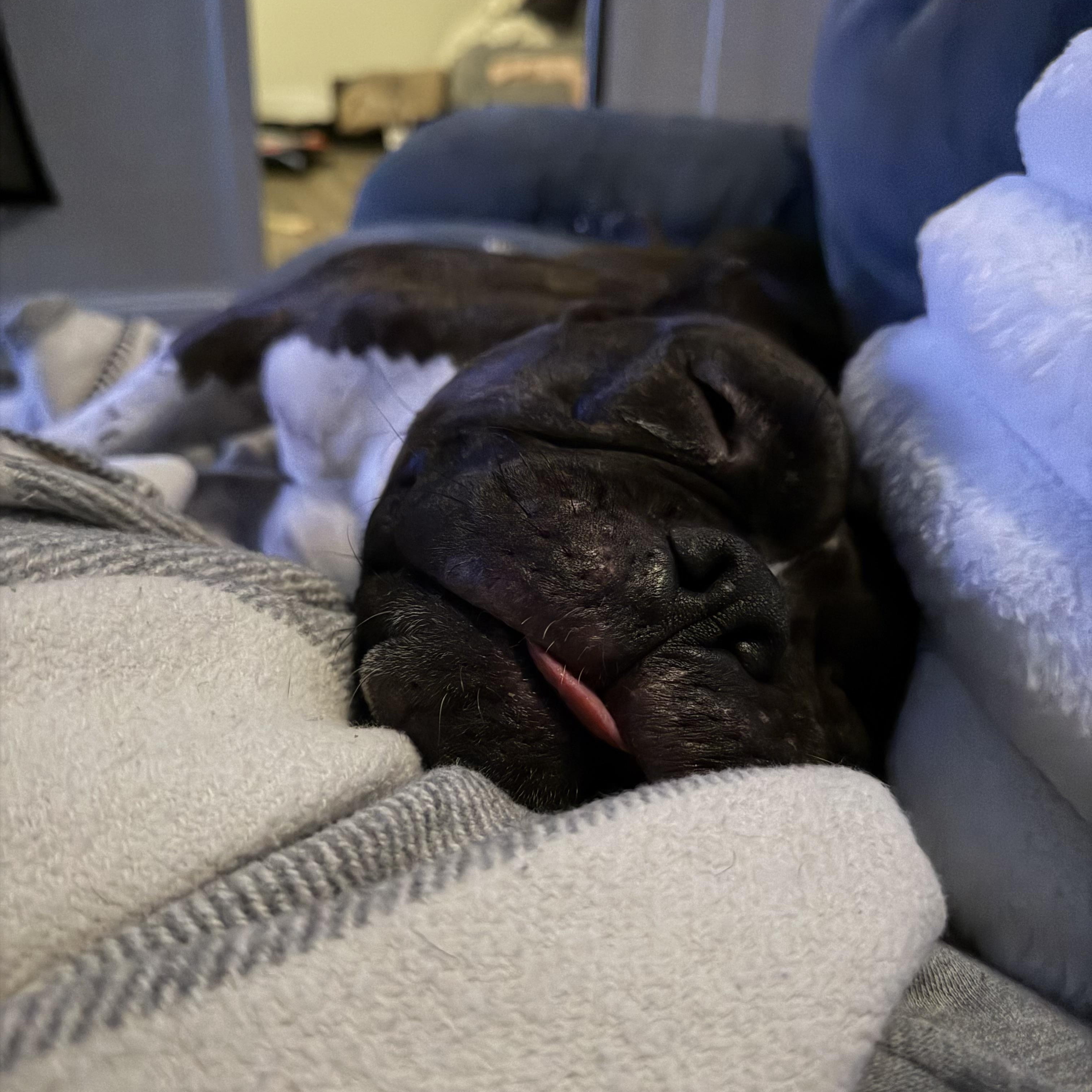 Enlarge Strudel, a ADOPTABLE American Bully in Cranston, RI image 5/5