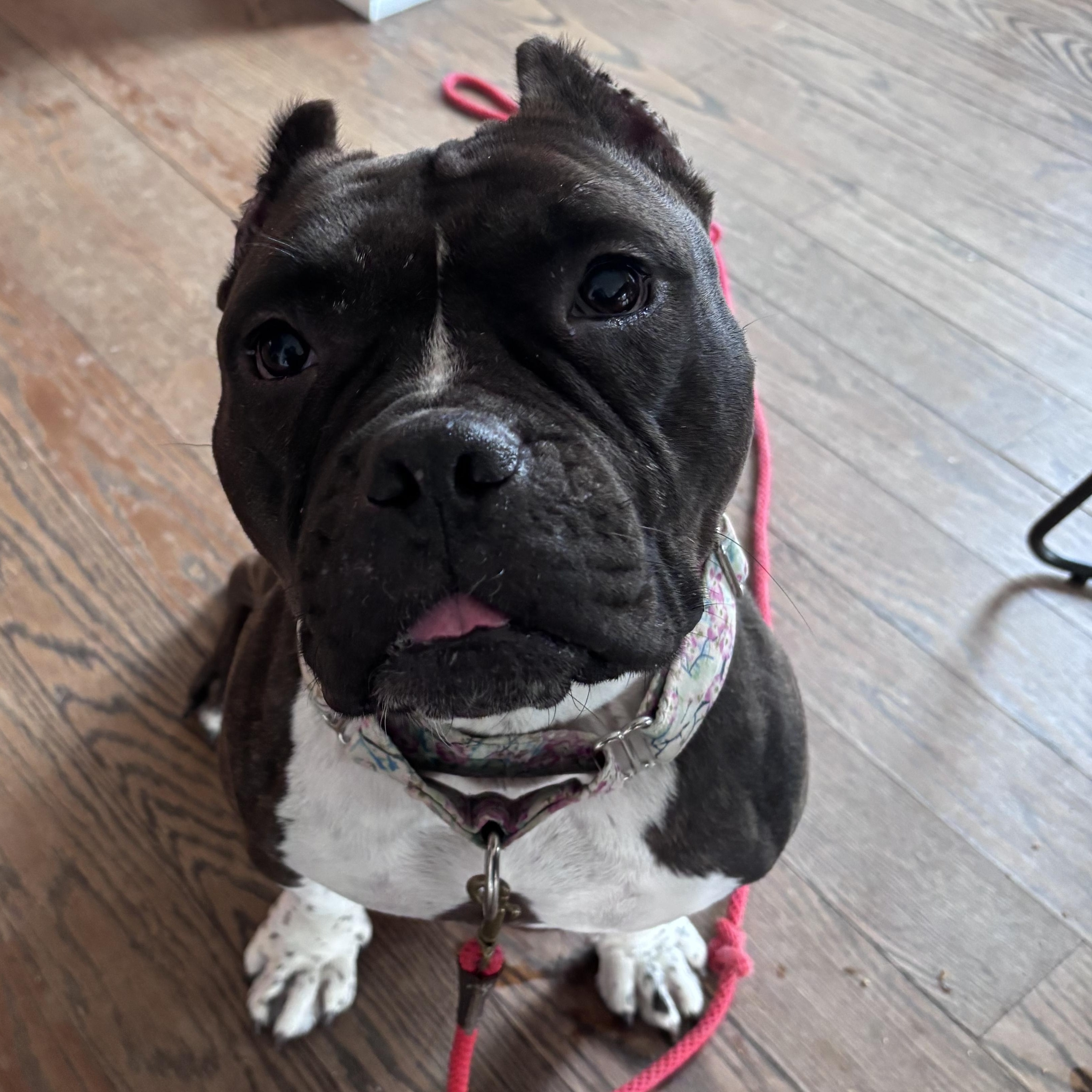 Enlarge Strudel, a ADOPTABLE American Bully in Cranston, RI image 1/5