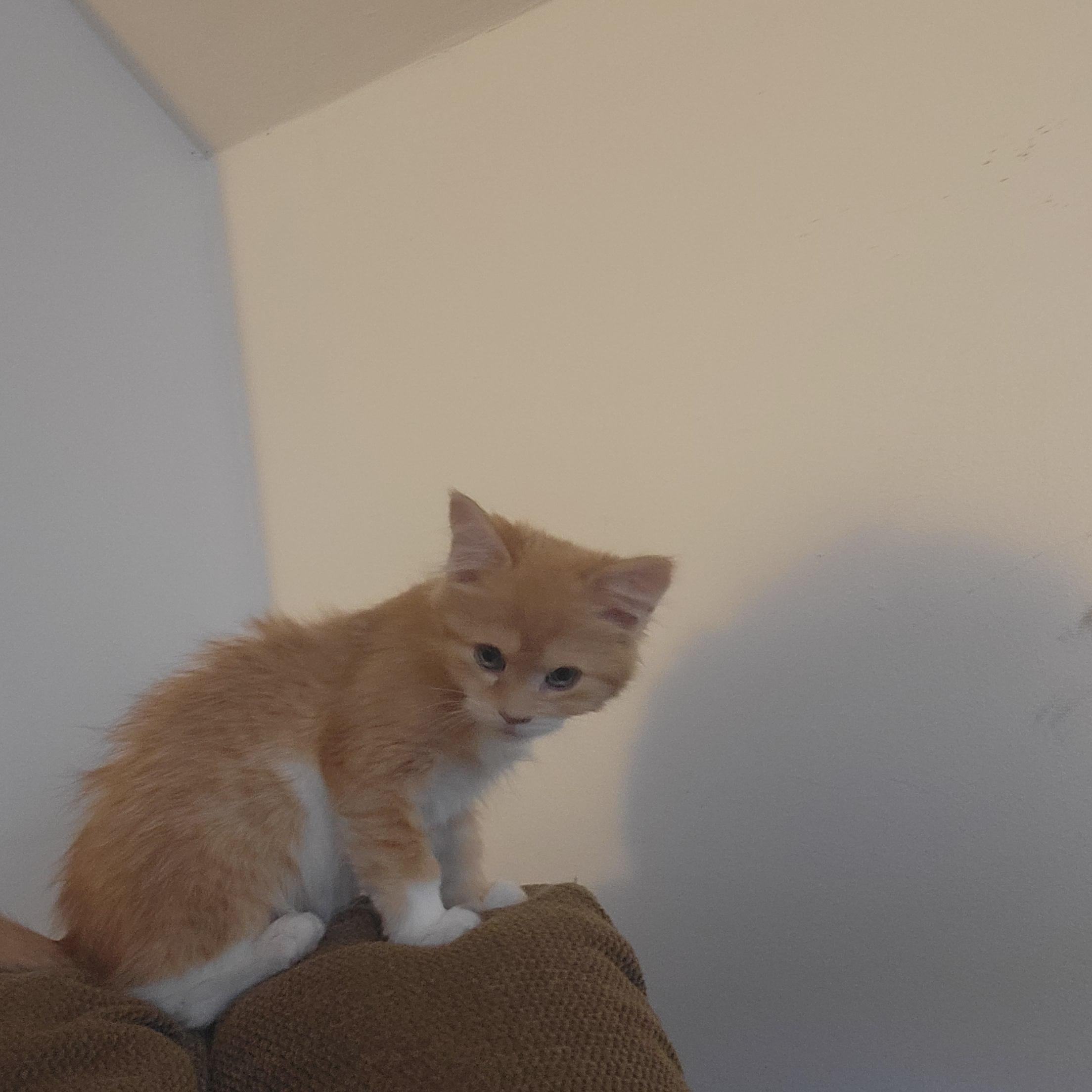 Djinger, ADOPTABLE, Kitten Female Domestic Medium Hair.