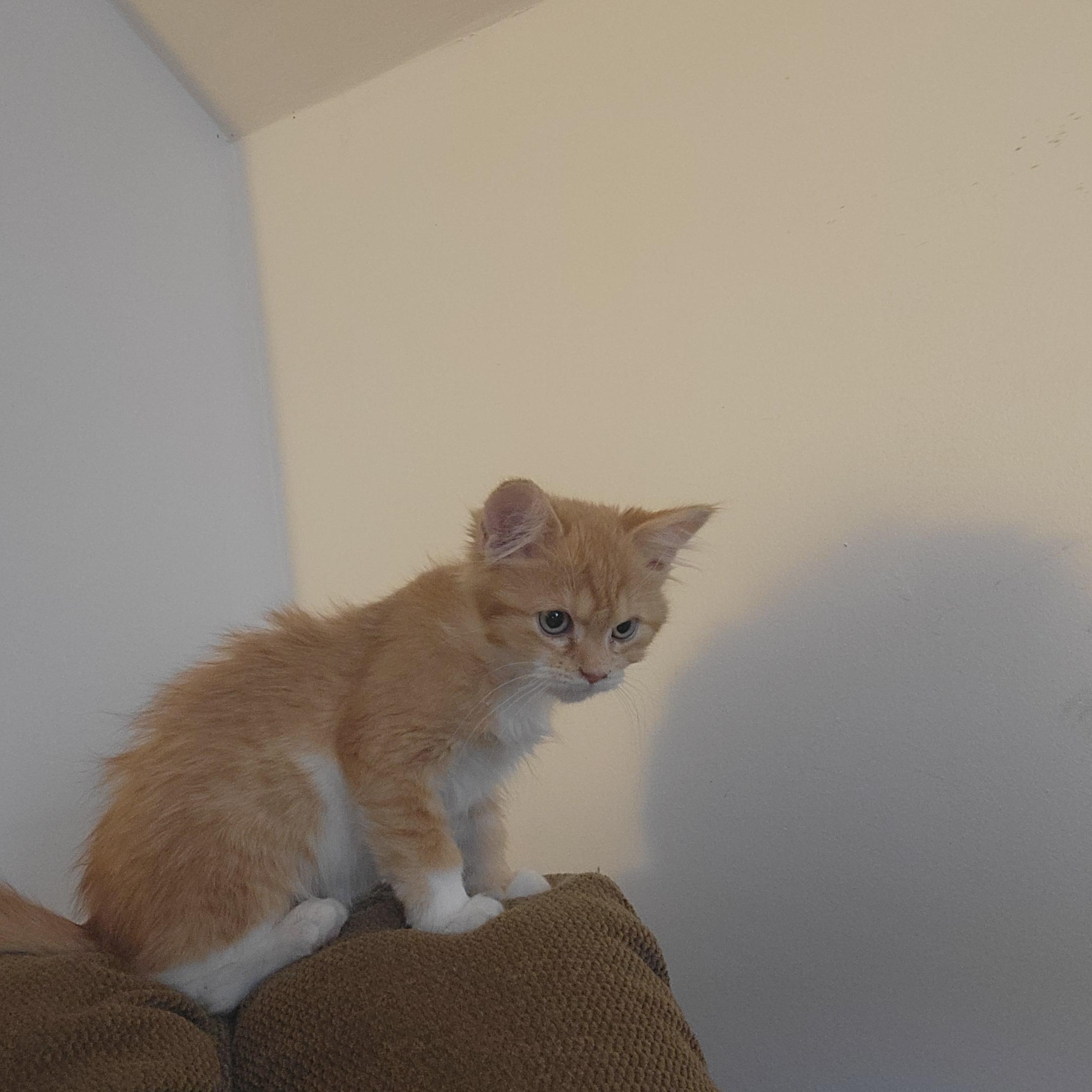 Enlarge Djinger, an adopted Domestic Medium Hair in Canandaigua, NY image 2/2