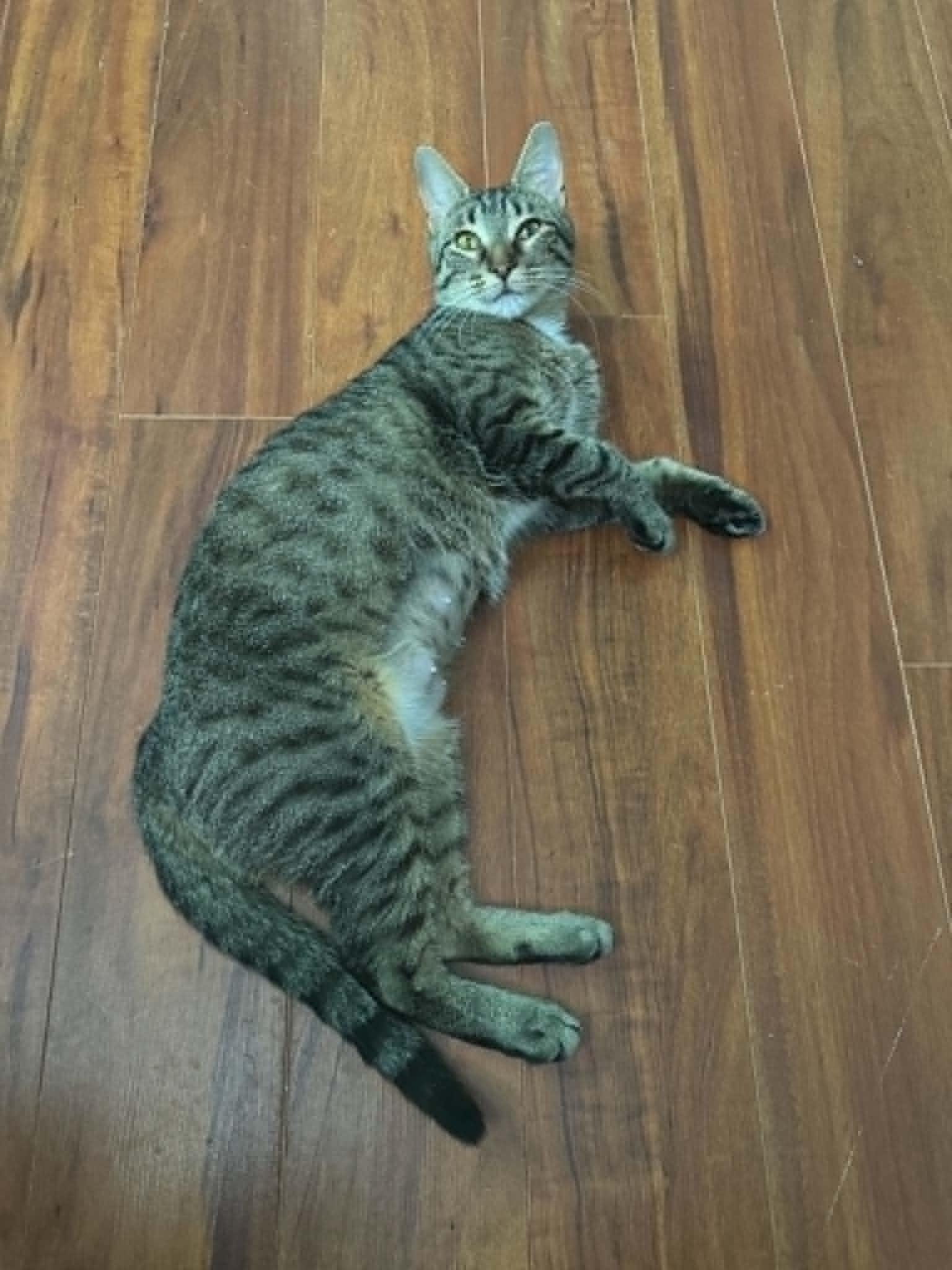 Honey, a ADOPTABLE Tabby in Orleans, ON image 1/6